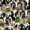 Packed Cows
