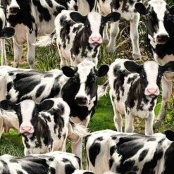 Packed Cows