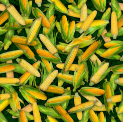 FRESH - Corn