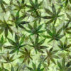 Happy Harvest Green Cannabis