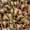 Jangala Elephants Brown