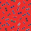 Sunglasses - dear Stella