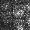 Web Salt n Pepper