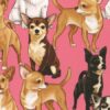 Pink-Chihuahua Pups