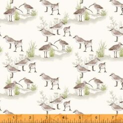 Cream Curlew
