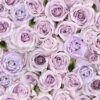 Packed Roses-Rose