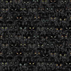 Wicked Black Cats Magic