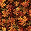 Leaves of Autumn - Black/Multi - Autumn Cats